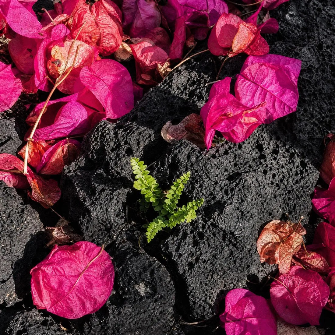 Bougainvillea spilling over black lava rock
