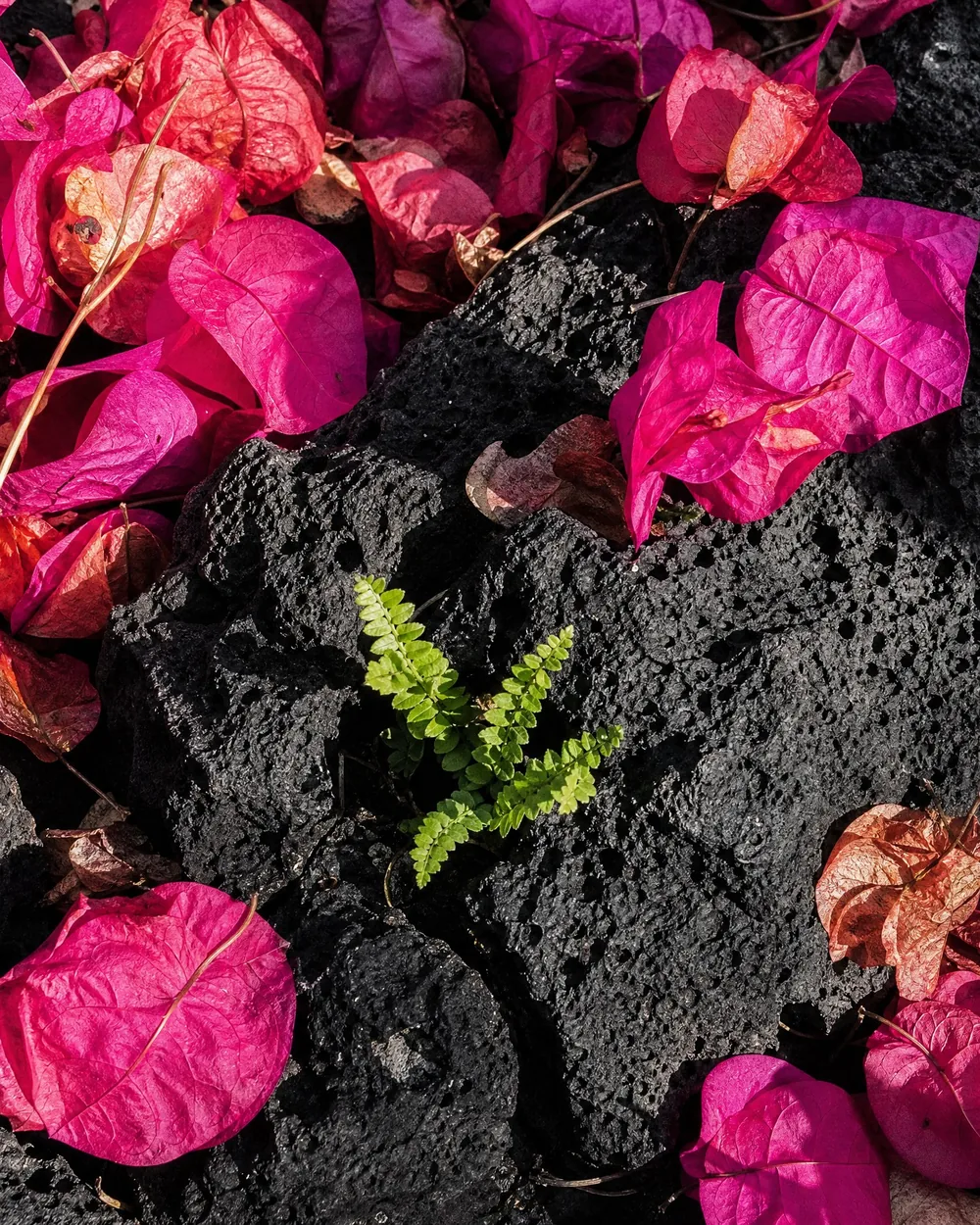 A young fern rooted in a crack in black lava, fallen bougainvillea scattered around it