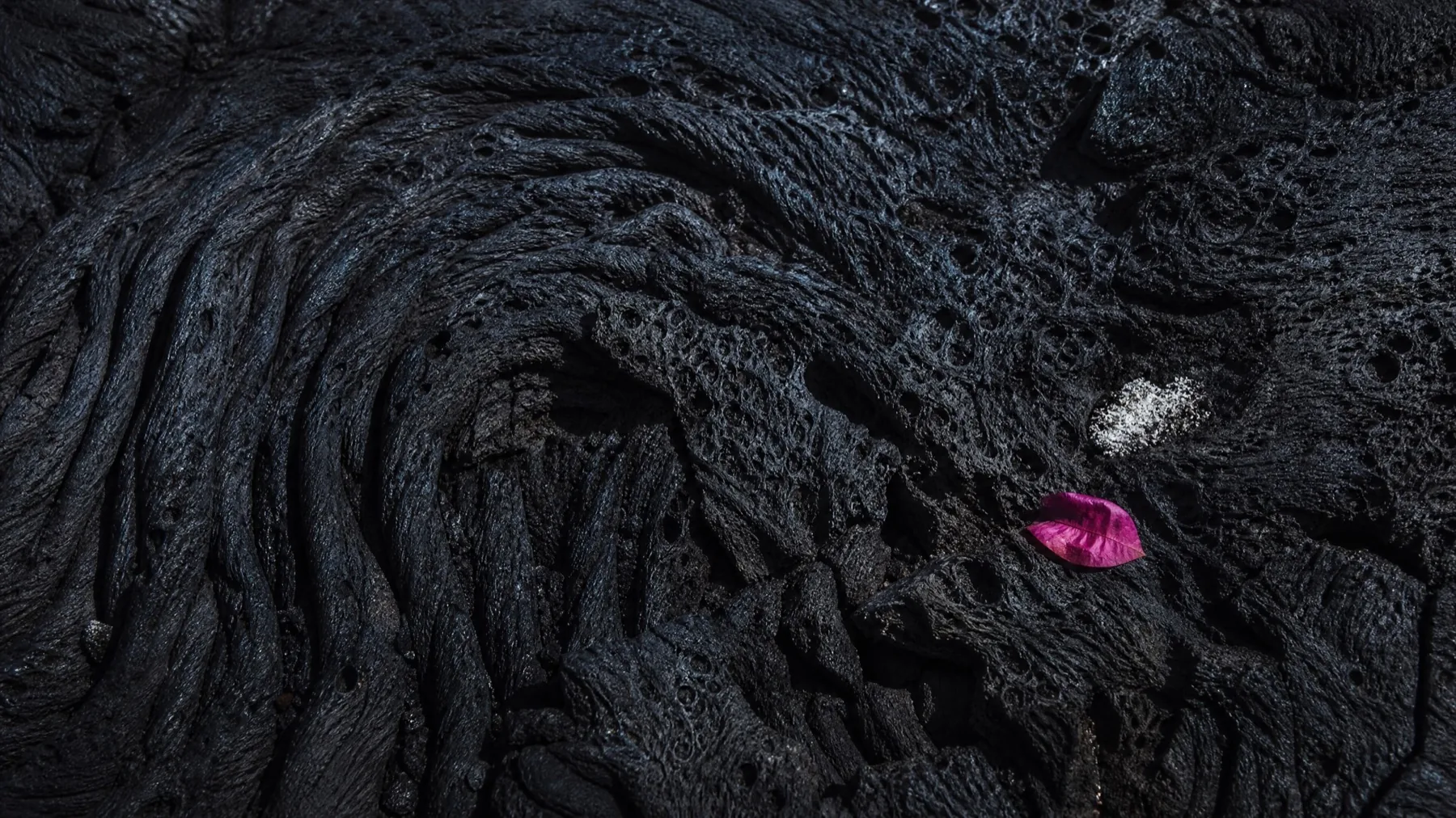 Black pahoehoe lava in close-up, its surface folded into rope-like swirls, with a single magenta bougainvillea petal caught in it.